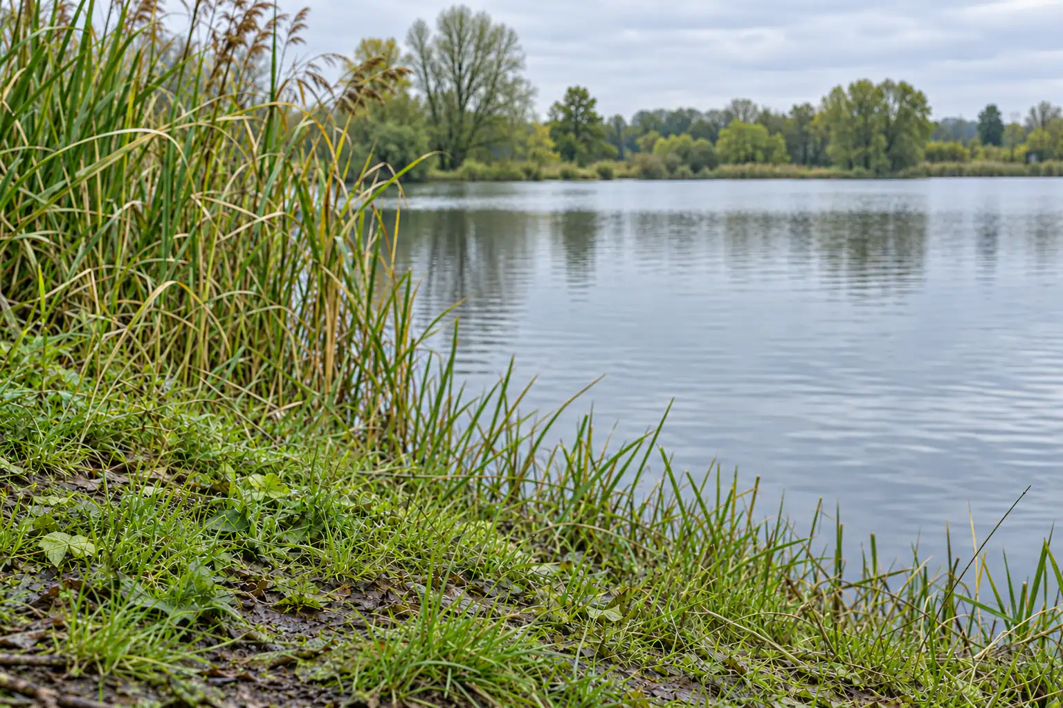 Ruhiger See mit Schilf am Ufer