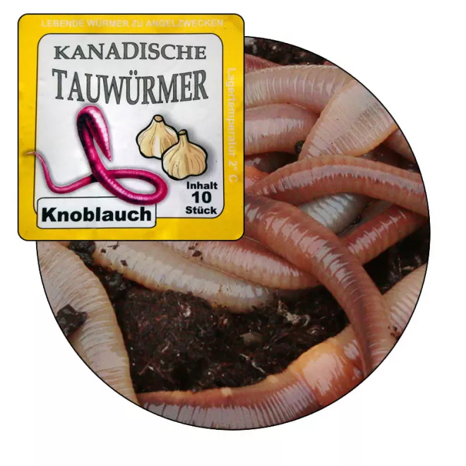 KL Angelsport Lebendköder - Kanadische Tauwürmer 10 Stück Knoblauch