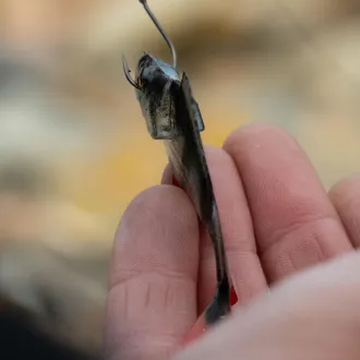FOX Rage Ultra Natural Perch Fillet 6 cm 4 Stück
