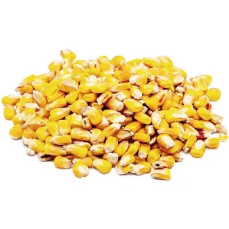 KL Angelsport Futtermais 5 kg im Beutel