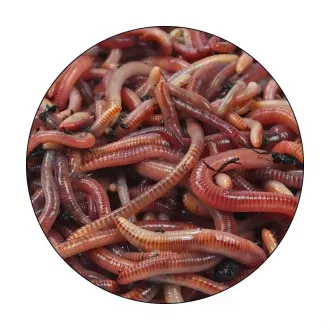 KL Angelsport Lebendköder - Rotwürmer Groß