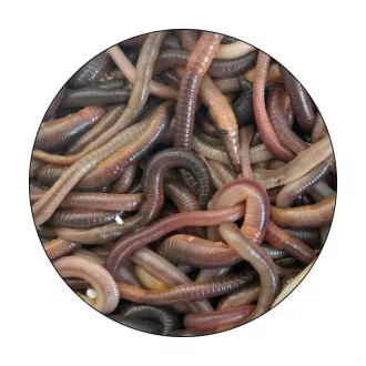 KL Angelsport Lebendköder - Kanadische Tauwürmer 10 Stück